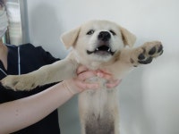 전북 전주 치명자산 등산로에서 흰색 강아지 발견 보호