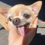 충남 천안 풍세 남관리에서 치와와 발견 보호