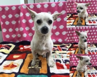 경북 구미 원남로2길15 부근에서 흰색 강아지 발견 보호