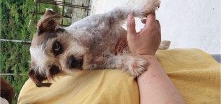 강원 강릉 사천 해사리마을에서 흰갈색 강아지 발견 보호