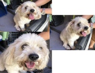 부산 연제 고분로236번길에서 말티즈 발견 보호