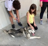 두고 가지 마요..버리고 가는 주인 차 따라 달린 허스키