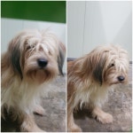 경기 평택 잔다리2길에서 갈색 강아지 발견 보호