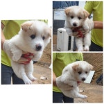 경기 화성 남양역골로에서 흰갈색 뽀시래기 강아지 발견 보호