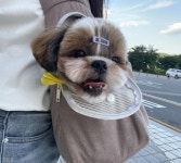 야옹이가 캣휠 돌리자 트레이너 자처한 멍멍이..더 빨리 달려!