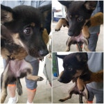 경기 평택 고렴산단로 11에서 검정 강아지 발견 보호