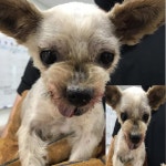 경북 구미 인동32길31-6에서 요크셔 테리어 발견 보호