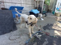 전남 여수 주삼동에서 골든 리트리버 발견 보호
