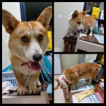 충남 당진시 합덕읍 GS25에서 웰시 코기 펨브로크 발견 보호