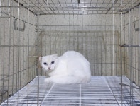 경기 여주 하동 빌라 앞에서 스코티시폴드 고양이 발견 보호