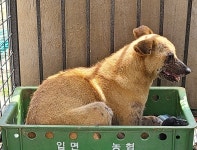 전남 곡성 입면 송전종방길에서 갈색 강아지 발견 보호