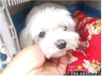 대전 유성 관용로 묵마을에서 말티즈 발견 보호