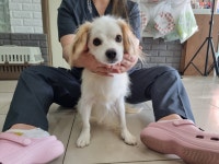 인천 서구 가석로257에서 흰갈색 강아지 발견 보호