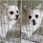 경기 평택 지산로 322에서 흰색 강아지 발견 보호