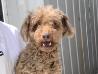 경기 시흥 장현순환로에서 푸들 발견 보호