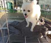 경남 진주시 평거로 86에서 포메라니안 발견 보호