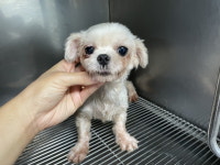 전북 전주 박영재동물병원에서 말티즈 발견 보호