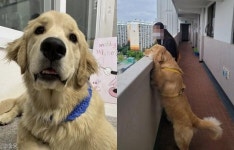 올림픽 여자배구 경기에 과몰입한 멍멍이..힘내! 내가 도와줄개!