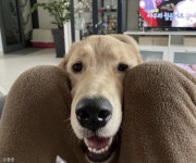 올림픽 여자배구 경기에 과몰입한 멍멍이..힘내! 내가 도와줄개!