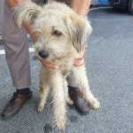 충남 천안시 목천읍 충절로에서 흰색 강아지 발견 보호