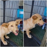 경기 남양주 진접읍에서 황갈색 강아지 발견 보호