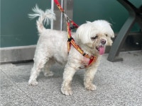 경기 수원 정조로에서 말티즈 발견 보호