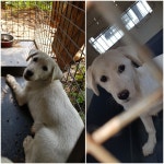 경기 평택 안현로서1길에서 흰색 강아지 발견 보호