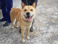 경기 광주시 경충대로에서 진돗개 발견 보호