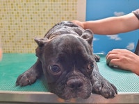 충남 아산 음봉면 월암로에서 불독 발견 보호