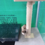 전남 나주시 세지면 죽동리에서 갈색 고양이 발견 보호
