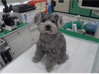 충남 공주 제민천 산책로에서 푸들 발견 보호