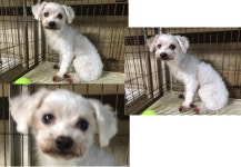 부산 연제 중앙대로에서 말티즈 발견 보호