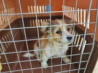 충남 예산 삽교 상가에서 흰갈색 강아지 발견 보호