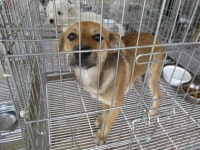 강원 동해시 북삼동 지양길에서 흰검갈색 강아지 발견 보호