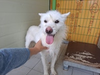 경북 포항시 신광면 토성리에서 흰색 강아지 발견 보호