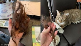 집사 잠든 사이 머리카락 자른 고양이 미용사 왜 내 동의도 없이..