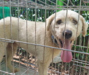 경기 양평 다래길62-7에서 파란 목줄 흰색 강아지 발견 보호