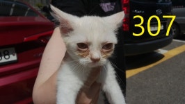 인천 계양 계산동에서 페르시안 친칠라 발견 보호