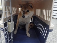 충남 공주 봉정동에서 시바 발견 보호..SUV만 보면 따라감