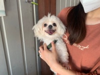 경기 안산 적금로4길에서 말티즈 발견 보호