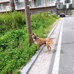 전남 나주시 신도리 혁신도시에서 호피색 강아지 발견 보호
