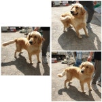 경기 화성 향남읍 동도사거리 부근에서 골든 리트리버 발견 보호