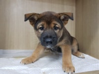 경기 광주시 광여로에서 순둥이 삼남매 강아지 발견 보호