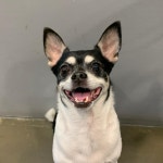 서울 강동구 성내동에서 치와와 발견 보호