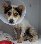 충남 서산 음암면 성암리에서 파티색 강아지 발견 보호