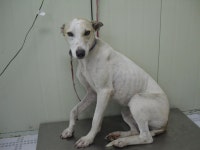 경기 가평 봉수리 군부대에서 그레이 하운드 발견 보호