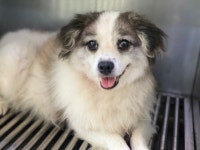 광주 북구 풍향동에서 검갈흰색 강아지 발견 보호