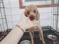 인천 서구 가정동물병원에서 푸들 발견 보호