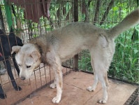 경북 영천 화남면에서 흰색 강아지 발견 보호..목줄 괴사 상처