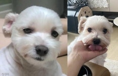 바닥에 털썩 주저앉아 아련 눈빛 보낸 멍멍이..그 무릎은 내 껀데